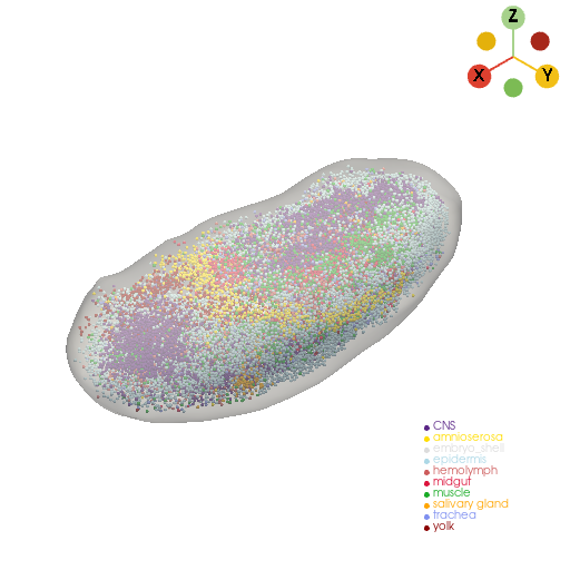 ../../../_images/tutorials_notebooks_7_morphogenesis_1_models_alignment_6_0.png